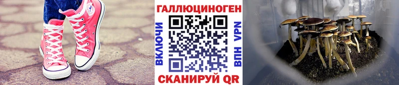 Галлюциногенные грибы мицелий  сколько стоит  Короча 
